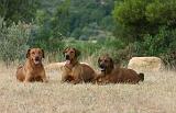 RODESIAN RIDGEBACK 248